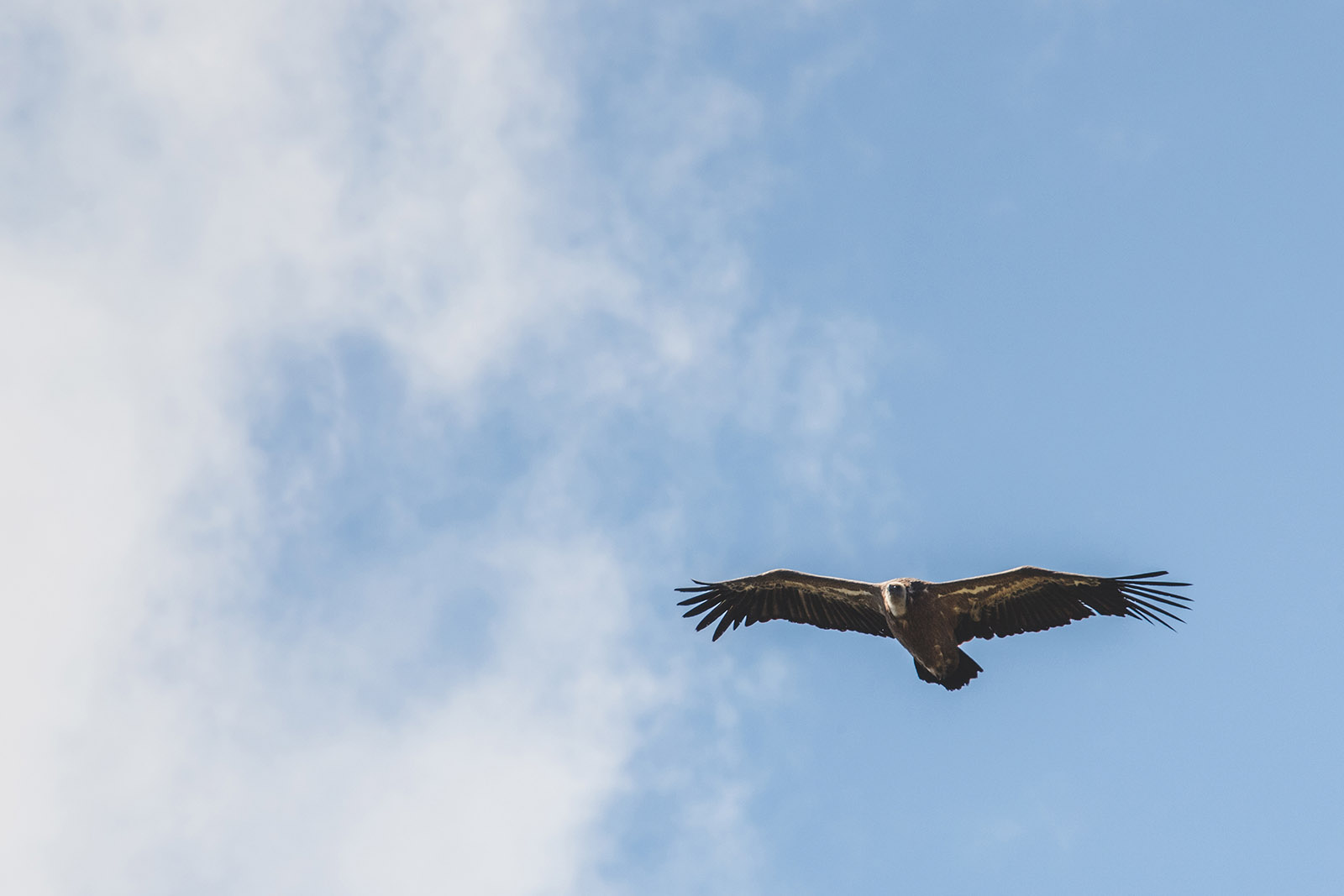 Vautour survolant le massif du Sancy en Auvergne