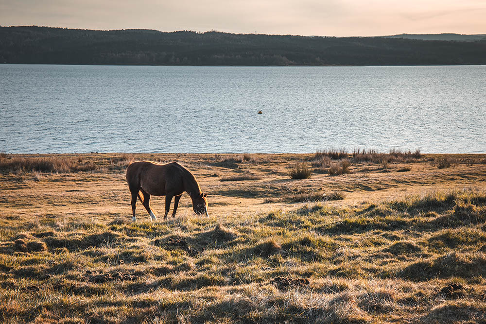 Cheval sur les bords du lac de Naussac